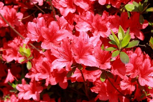 azalea flowers red flowers