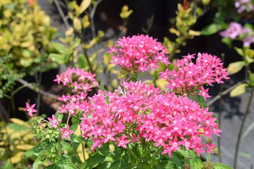 azalea flower pink flower blossom