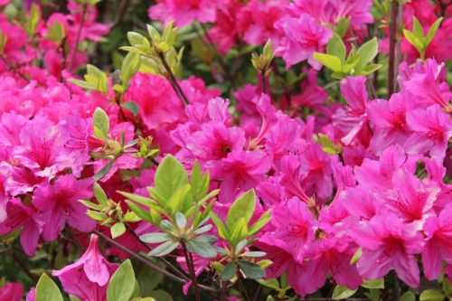 azalea flowers flower gardens flowers