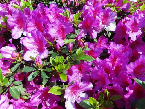 azalea pink flowers spring