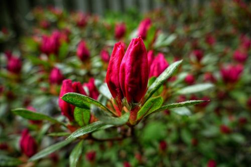 azalia flower pink