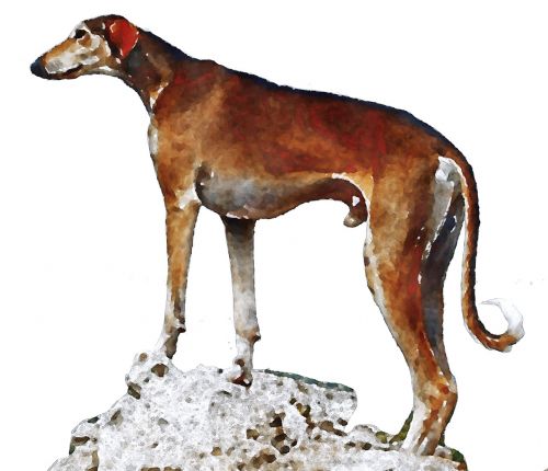 azawakh dog watercolor