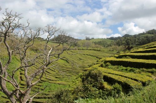 azores landscape trail