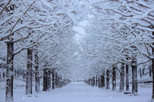 azuma sports park ginkgo trees snow