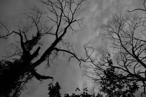 black and white silhouette tree