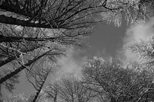 b w nature sky