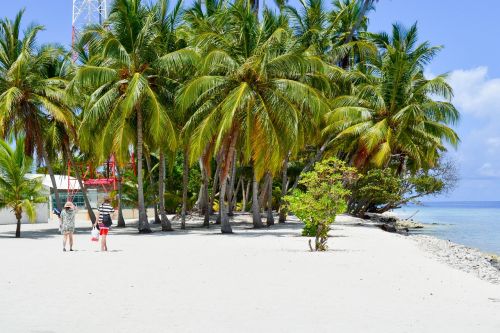 baa palm trees on the beach dharavandhoo