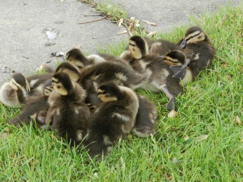 babies ducks fun