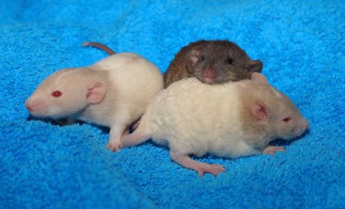 babies rat babies rodents