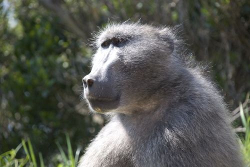 baboon animal mammal