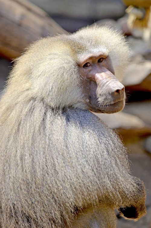 baboon monkey sit