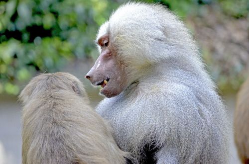 baboon monkey sit