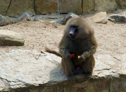 baboon monkey mammal