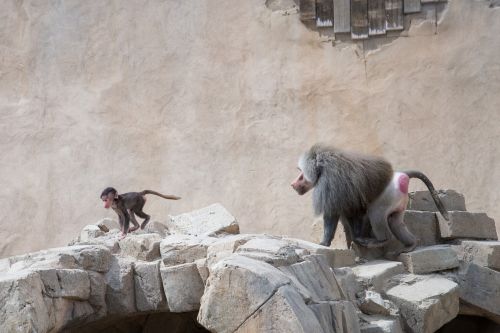 baboon chasing run