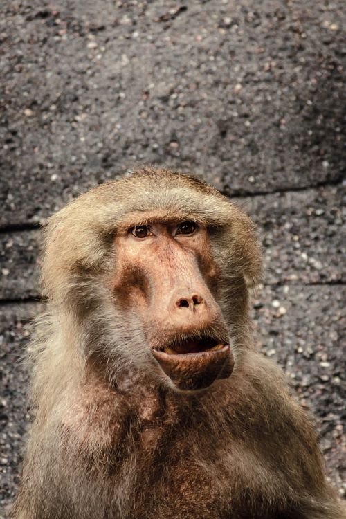baboon papio hamadryas