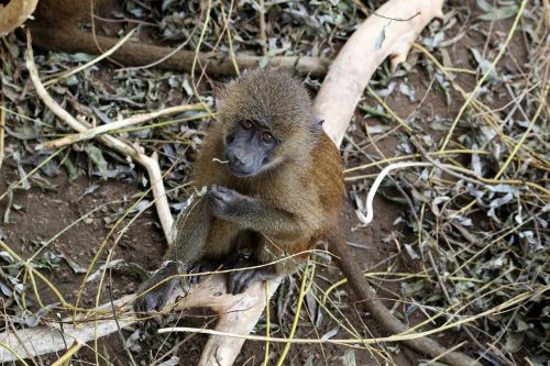 baboon baby baboon monkey