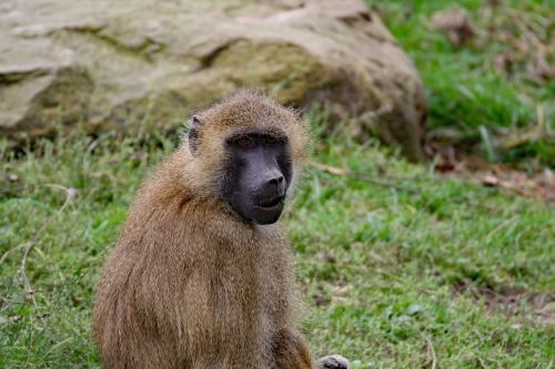 baboon monkey wildlife