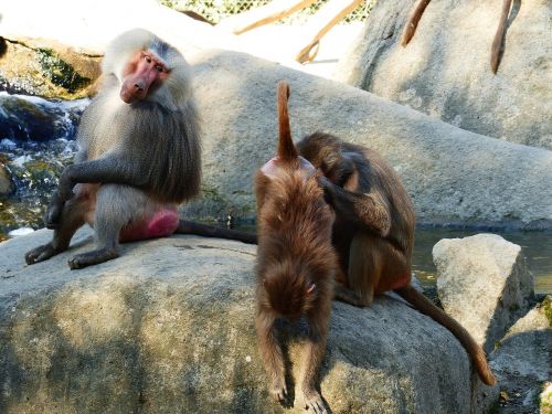baboon hamadryas primates