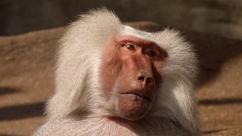 baboon monkey animal