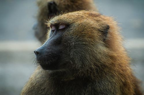 baboon monkey animal