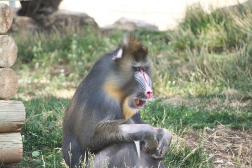 baboon monkey wildlife