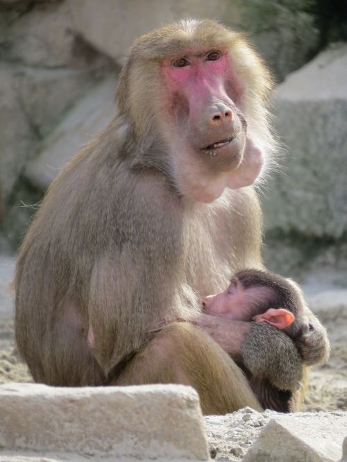 baboon monkey zoo