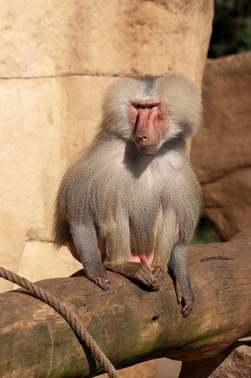 baboon zoo monkey