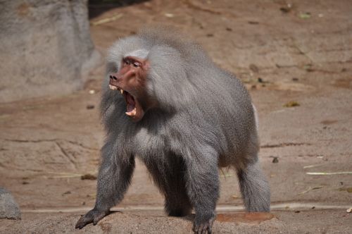 baboon tooth roar