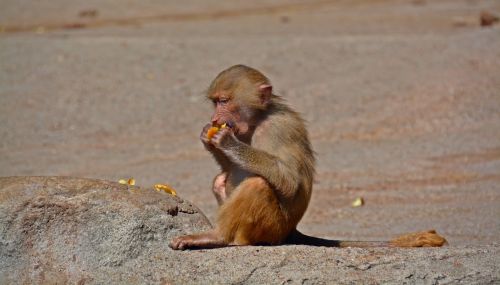 baboon monkey primate