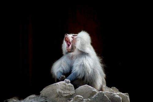 baboon monkey yawn