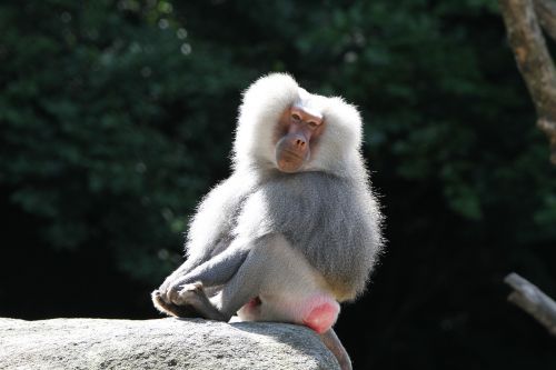 baboon monkey zoo