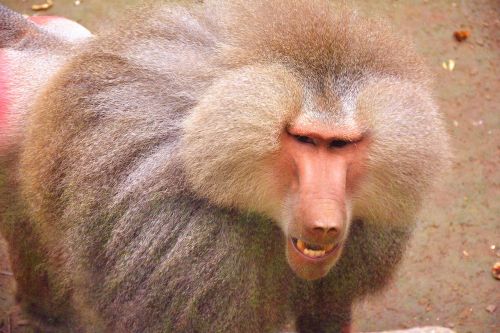 baboon zoo animal