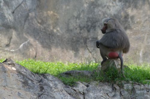 baboon zoo animal