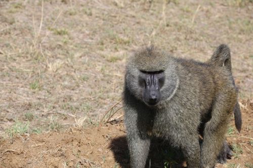 baboon wildlife safari