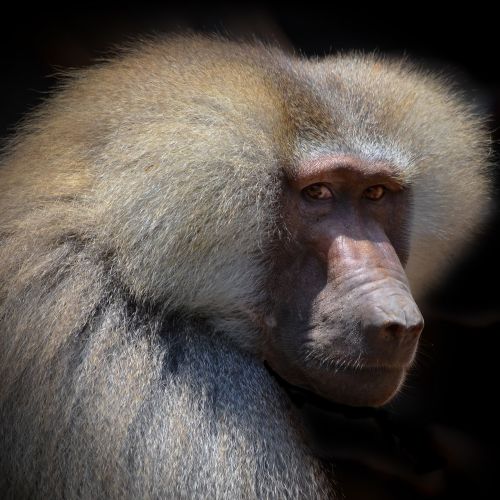baboon portrait face