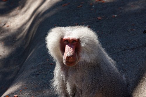 baboon  monkey  animal