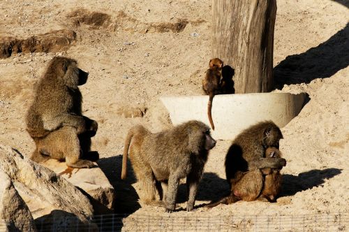 baboon young animals family