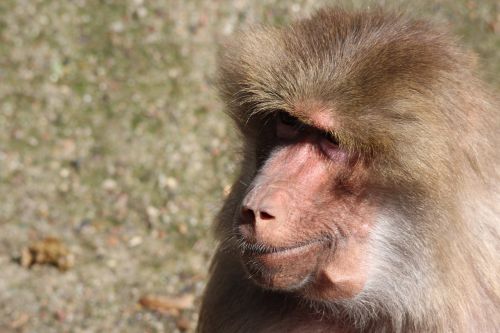 baboon papio hamadryas baboons