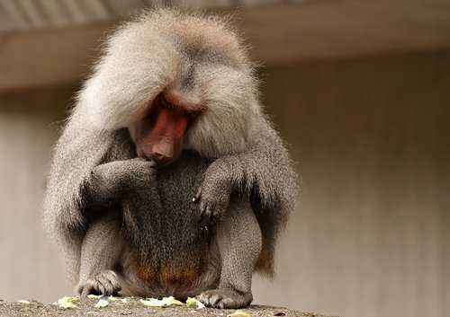 baboon  monkey  zoo