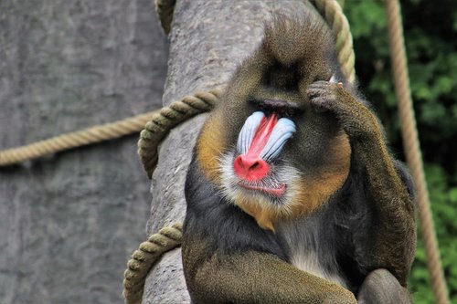baboon  monkey  think positive