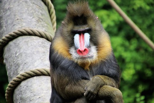 baboon  monkey  figure
