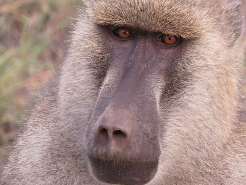 baboon kenya africa