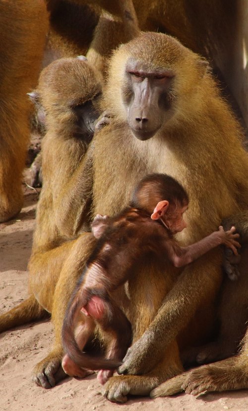 baboon  baby  monkey
