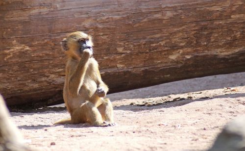 baboon monkey baby monkey