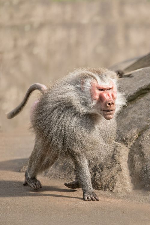 baboon monkey zoo