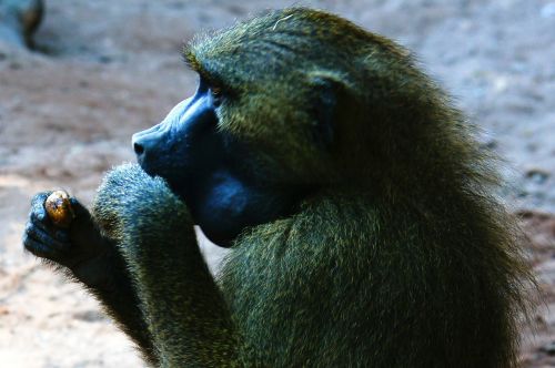 baboon monkey animals