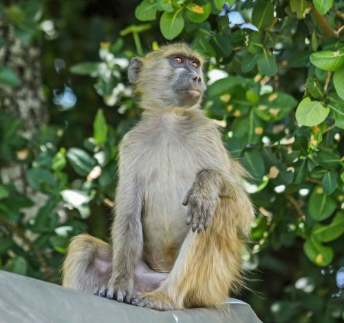 baboon monkey primate