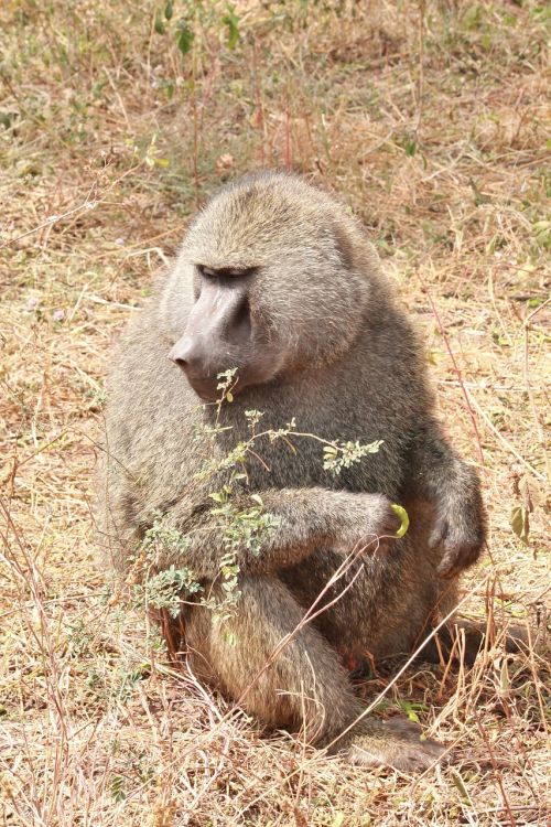 baboon animals africa