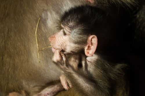 baboon baby monkey