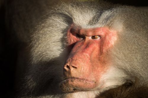 baboon angry zoo